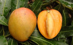 mango fruit tree cape coral glenn-mango