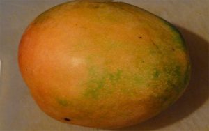 mango fruit tree cape coral juliette-mango