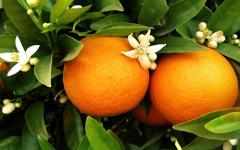 orange-citrus-trees-for-sale