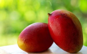 tommy-atkins-mango-fruit-tree