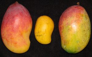 valencia-pride-mango-fruit-tree