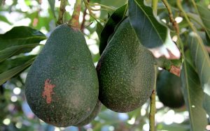 wurtz-avocado-fruit-tree