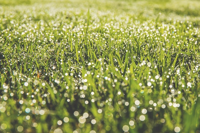 How to prepare your landscape yard for summer lawn fresh