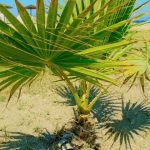 What to look for before planting a Palm Tree