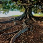 How to care for your Tree’s Roots