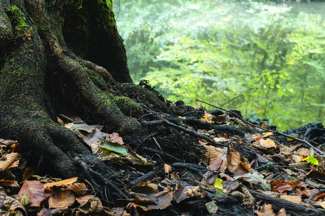 How to care for your Tree’s Roots breathe
