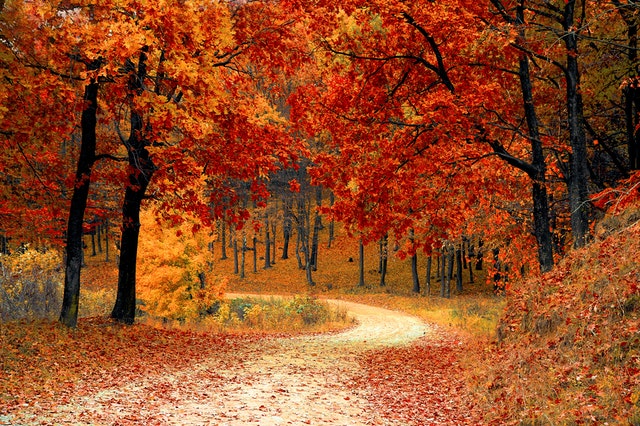 Fall Tree Care Checklist