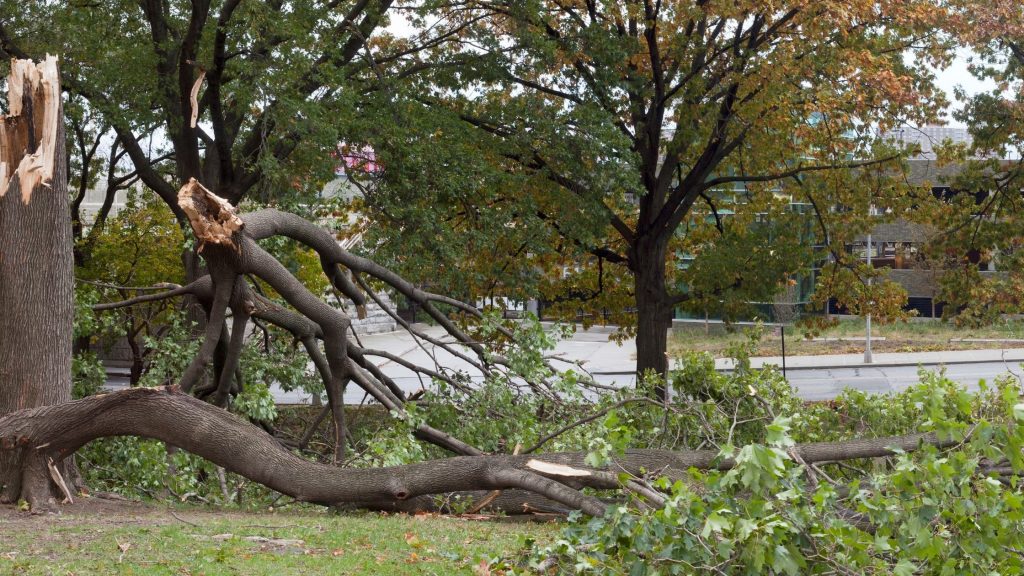 Ways A Tree Can Damage Your Home