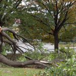 Ways A Tree Can Damage Your Home