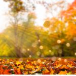 Which Tree Services To Consider This Fall