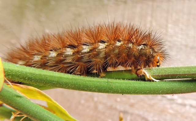 how to eliminate autumn pests in our garden