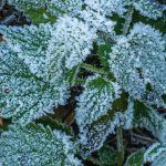 learn how to protect your garden from frost