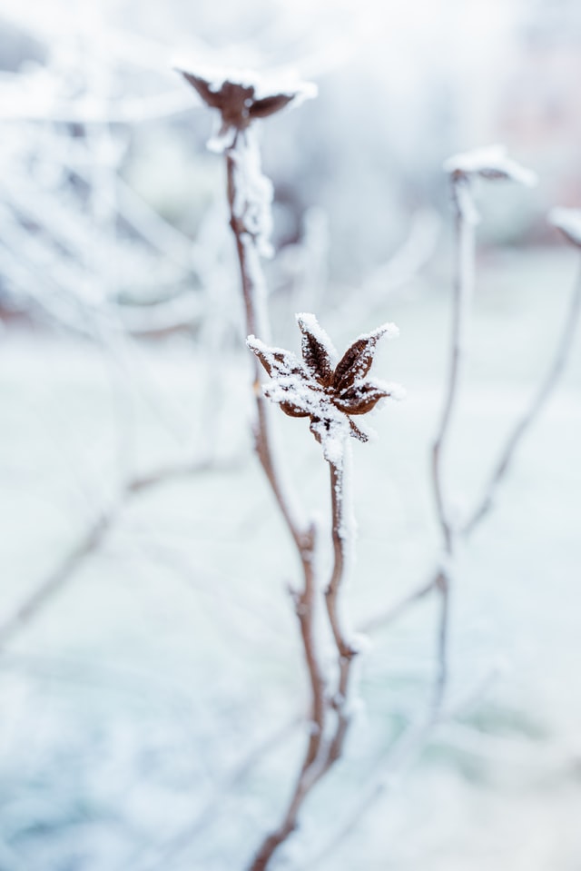learn how to protect your garden from frost