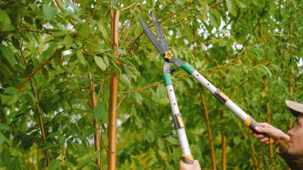 best-tree-pruning-tips-to-keep-them-strong