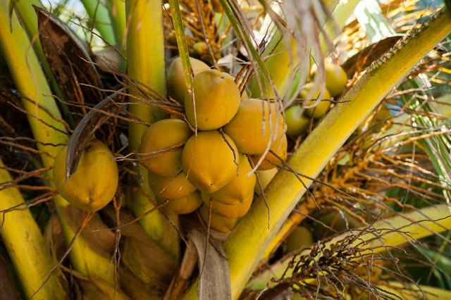 all about palm tree fruits coconuts