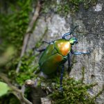 insects and diseases in trees