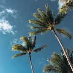 our top ten palm trees