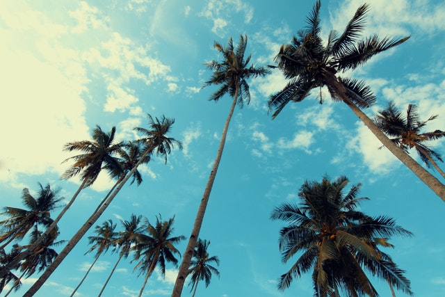 our top ten palm trees other