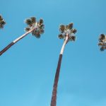 tips for caring fan palms