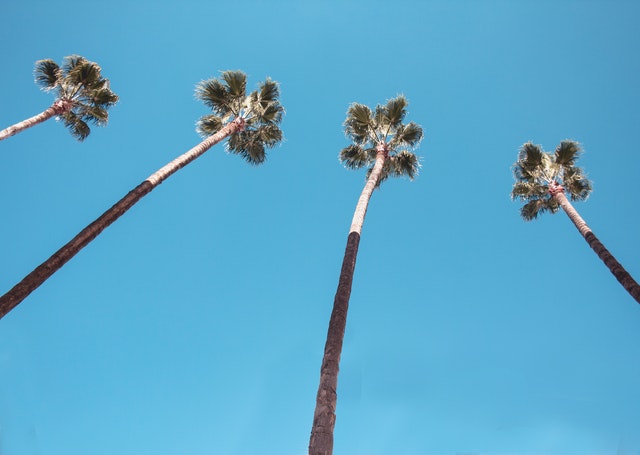 tips for caring fan palms