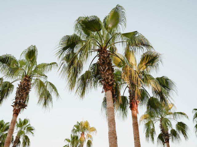 the fastest growing palm trees