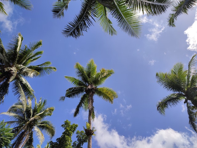 highest demand palms in 2022 cAbbage
