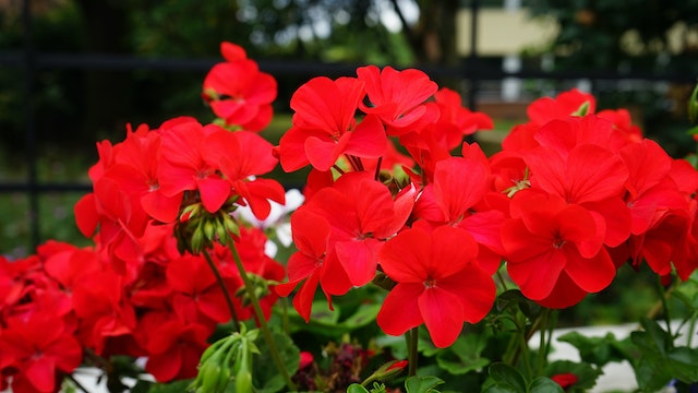red flowers for your gardens