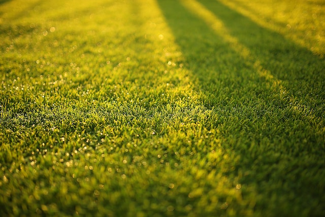think twice about artificial turf low