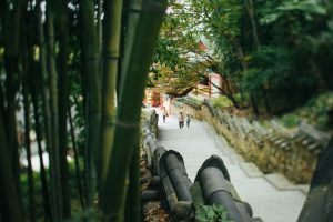 bamboo care and maintenance