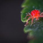 get rid of chiggers in your yard