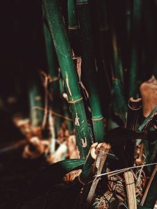 how to get Rid of bamboo digging