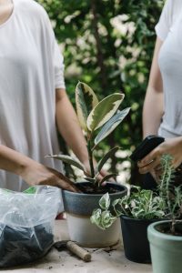 how to start a plant business start