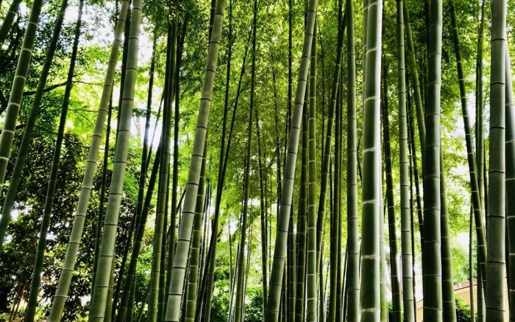 Shade Garden Plants Bambu