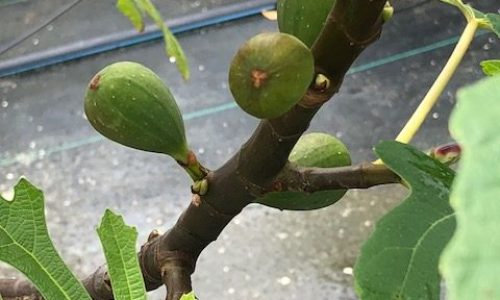 Fig Tree Tropical Fruit Trees Cape Coral