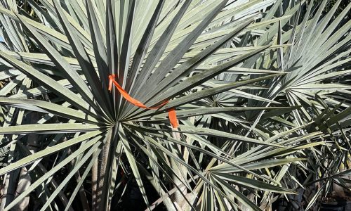 Silver Bismarck Palm
